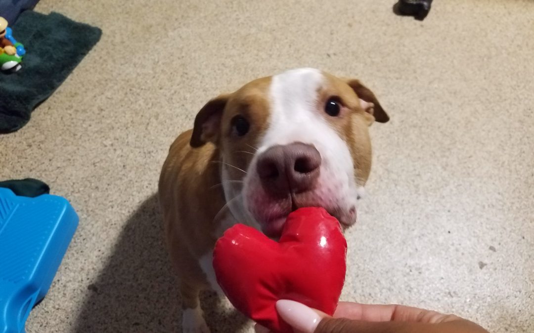 8/04/2025 – Enrichment & Fun at A Plus Dog Grooming Day