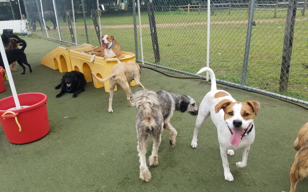 8/5/2025 – Playtime Fun at a Hotel for Dogs