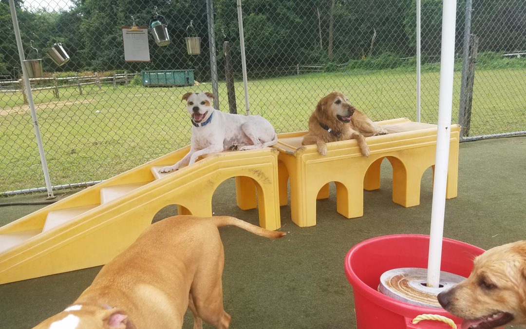 8-6-2025 Playtime – Dog Boarding Long Term Care