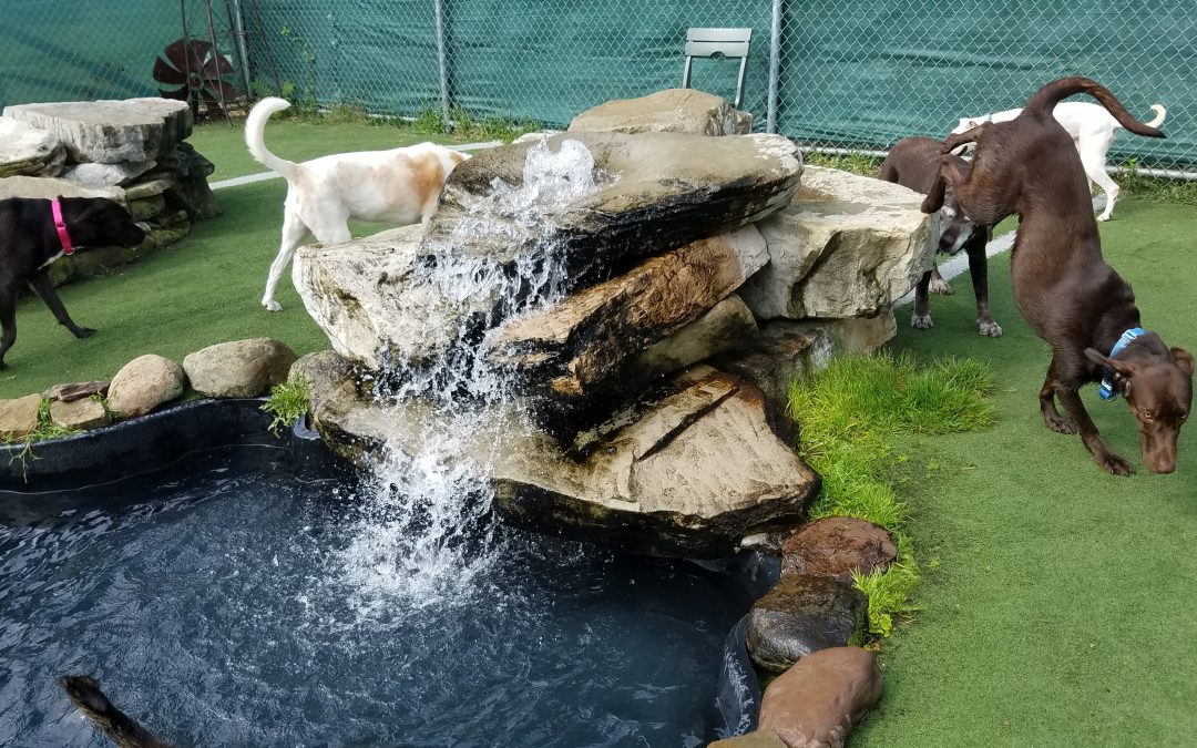 8-7-2025 Playtime – Dog Boarding in New Jersey