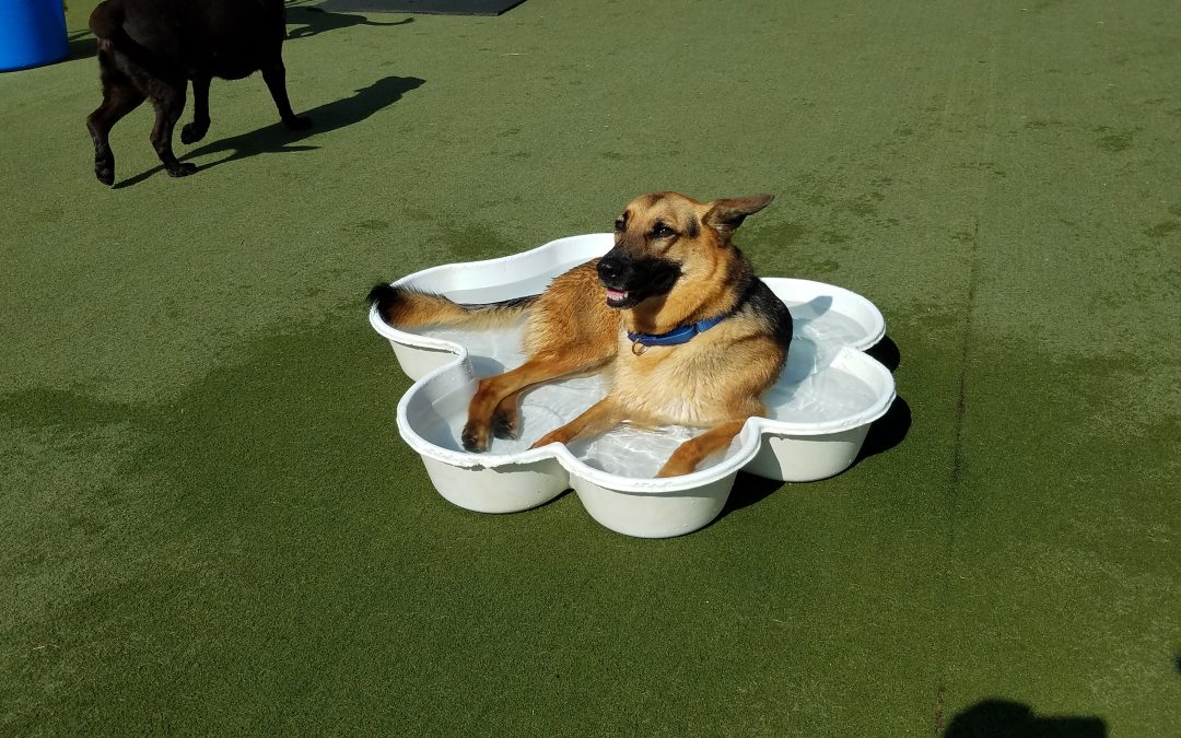 8-8-2025 Playtime! – Dog Boarding for Puppies