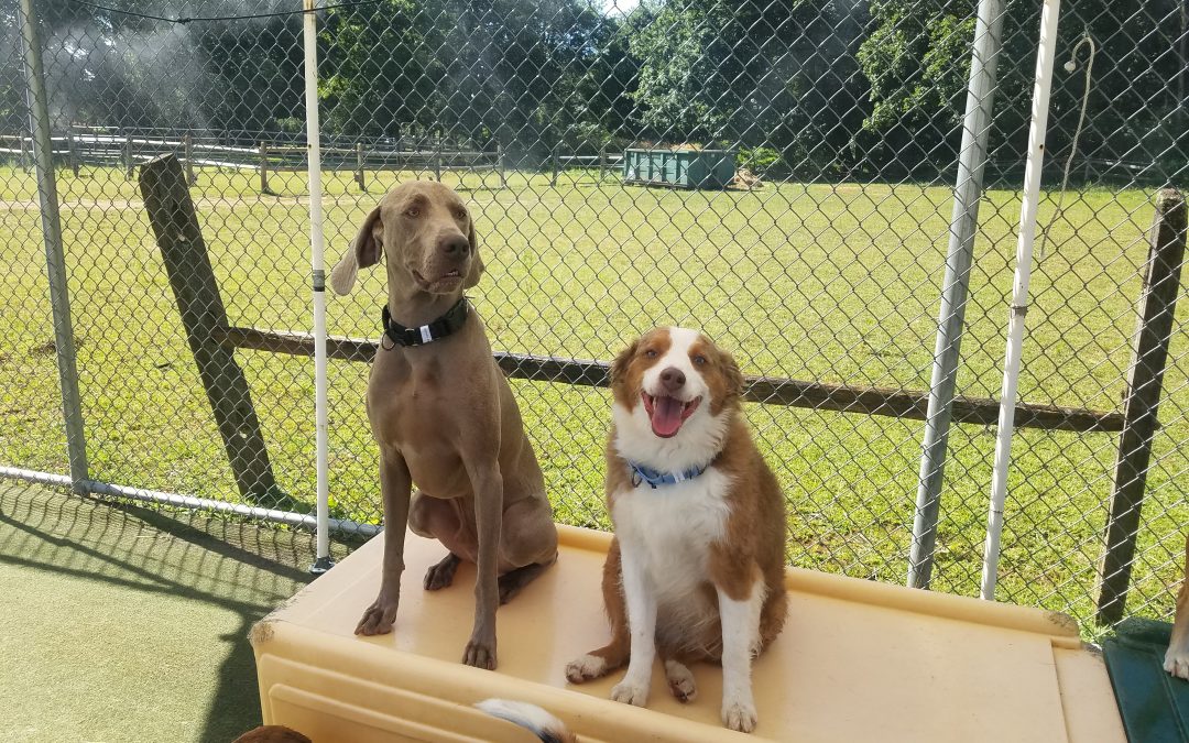 8/9/2025 Playtime + What Is the Cost to Board a Dog?