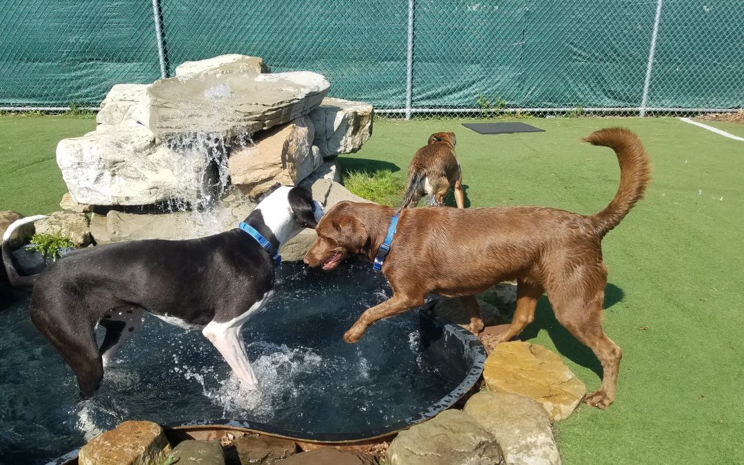 8/10/2025 Playtime Fun & Transparent Dog Boarding Charges