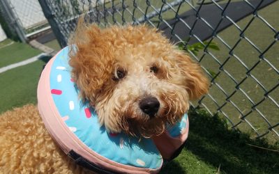 Dog Day Care NJ | Safe, Fun, and Loving Care