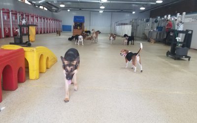 Dog Boarding Pictures | Fun & Safe Stays at Dogs On The Farm