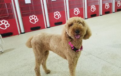 Dog Boarding NJ Prices | Affordable & Quality Care at Dogs on the Farm