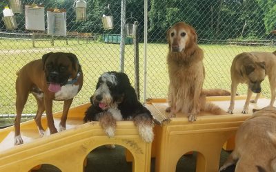 Dog Boarding Middletown NJ | Safe & Fun Stays for Your Pup