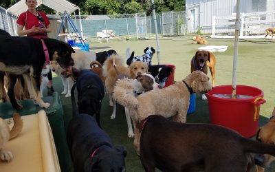 Dog Boarding Marlton NJ | Safe & Loving Pet Boarding