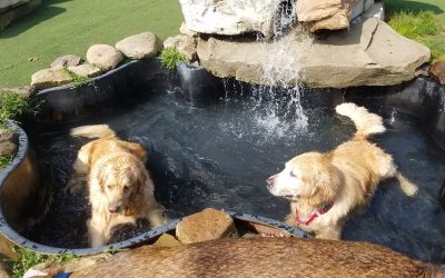 Dog Boarding in NJ | Safe and Comfortable Stays for Your Pup
