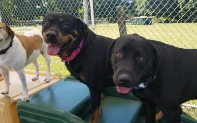 08-22-25 Dog Daycare Play Equipment Fun | Dogs on the Farm