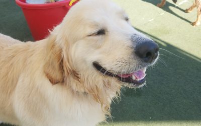 8-23-25 Dog Daycare Facilities | Playtime Fun at Dogs On The Farm