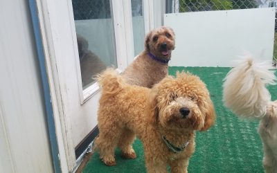 8-24-2025 Playtime! :)