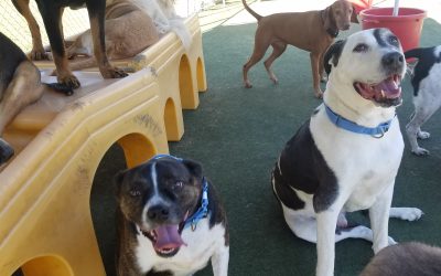 8-26-25 Playtime! :)