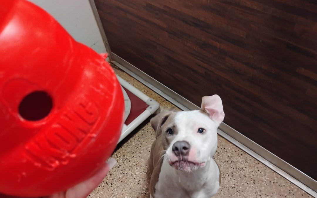 8/2/2025 – Fun Worth the Average Boarding Cost for Dogs