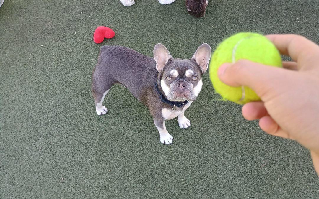 8/3/2025 – Enrichment Games at Atlantic Pet Sitting
