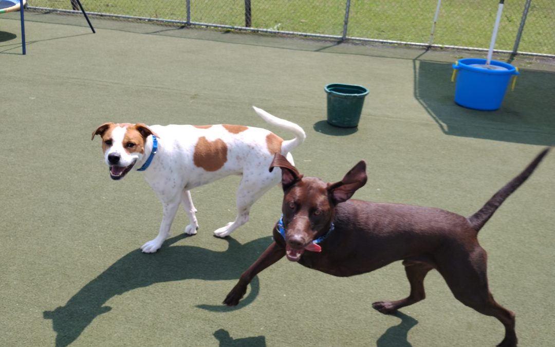 8-7-2025 Sprinkler Play, Muffin Tin Treats + Toy Enrichment – Dog Boarding How Much Does It Cost?