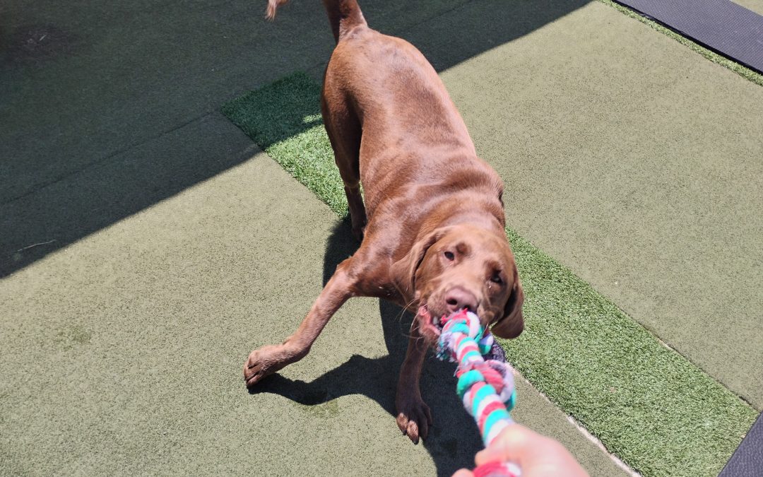8-8-2025 Rope Toys & Fun – Affordable Dog Boarding Fee Info