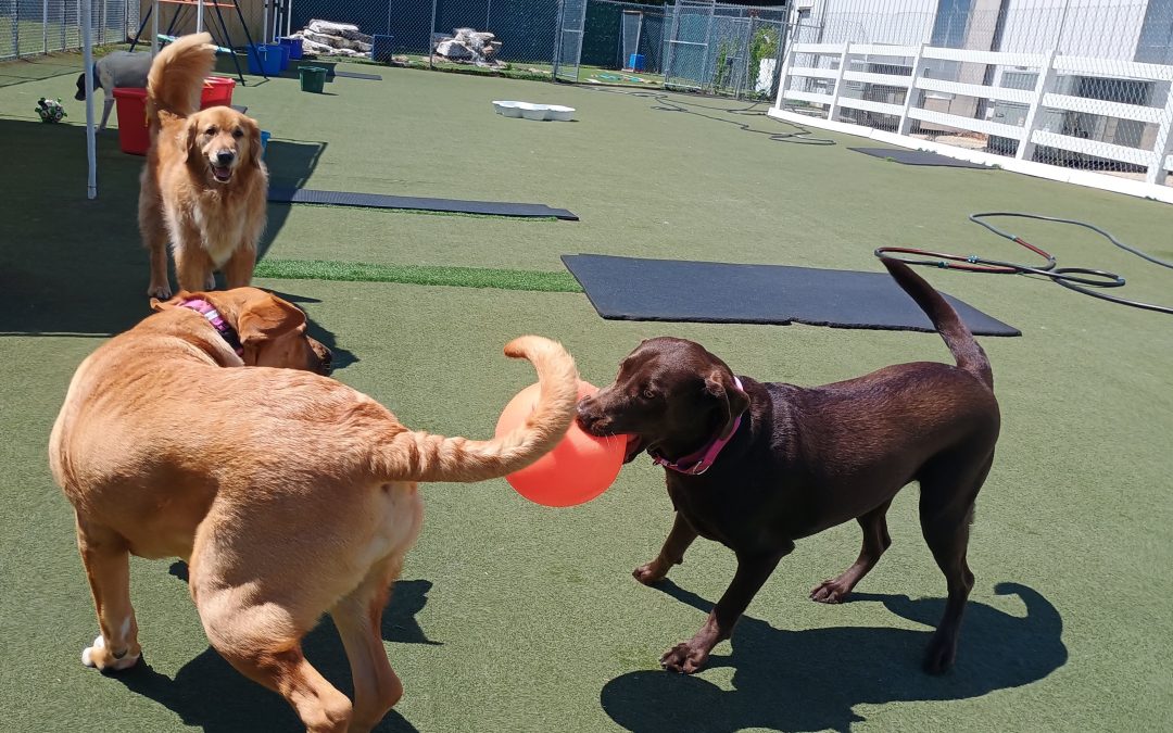 8/9/2025 Play & Puzzle Fun + Dog Boarding Daily Rate Info