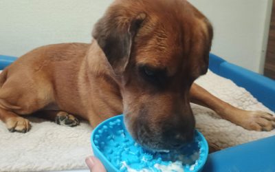 8/10/2025 Enrichment Fun at Premier Dog Boarding Bergen County NJ