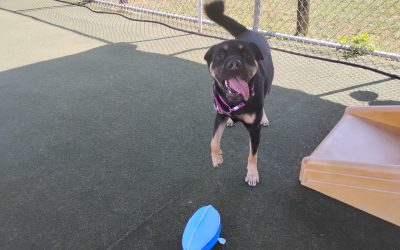 Dog Boarding and Training Near Me | Fun, Safe, and Enriching Stays