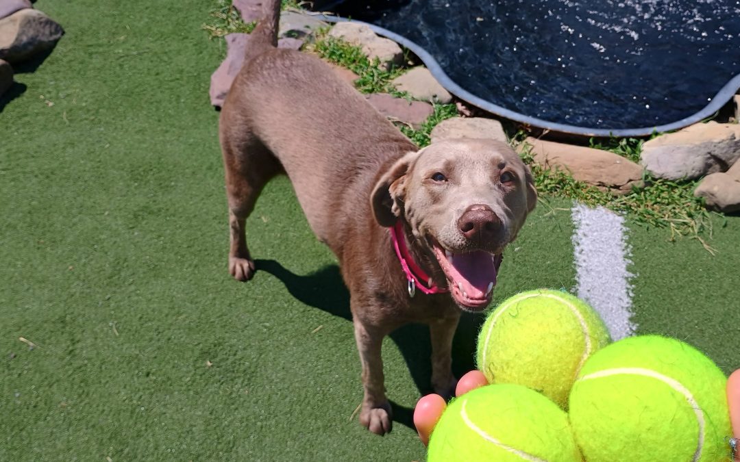 Dog Boarding Per Night | Safe, Affordable Overnight Care