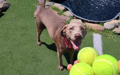 Dog Boarding Per Night | Safe, Affordable Overnight Care