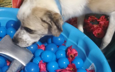 Dog Boarding Near Me Prices | Affordable Pet Care at Dogs on the Farm