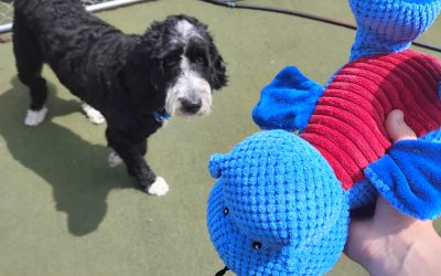 Dog Boarding in Middletown DE | Safe & Loving Care