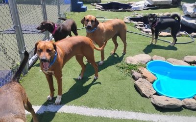 Dog Boarding Long Term | Safe & Loving Extended Care