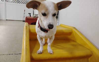 Dog Boarding in NJ | Safe & Loving Pet Care