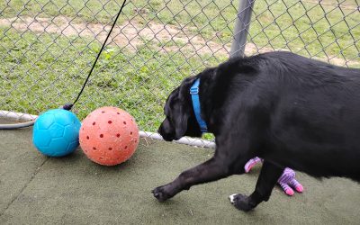 8/18/2025 Jolly Ball Tug, Lickmat, Wizard of Paws! :)