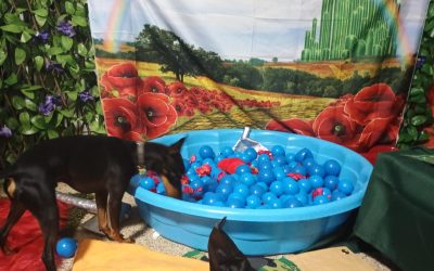 8/19/2025 Indestructiball, Snake stuffer, Scent Space