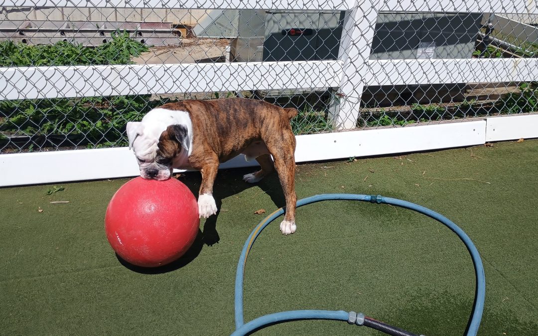8-22-25 Dog Daycare in Fair Haven NJ – Afternoon Activities & Playtime
