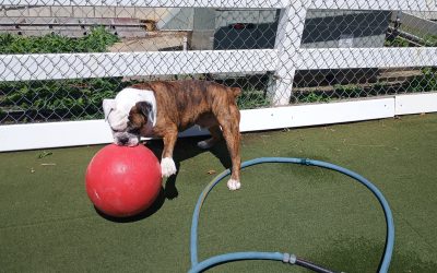 8-22-25 Dog Daycare in Fair Haven NJ – Afternoon Activities & Playtime