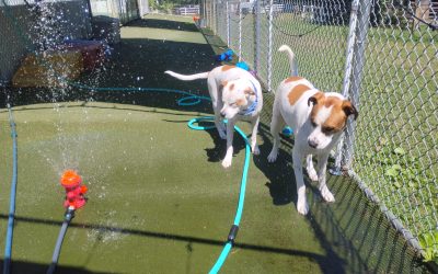 8-23-25 Dog Daycare Event Ideas | Daily Play & Enrichment
