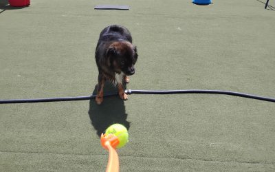 Dog Daycare Activities | Dogs On The Farm NJ