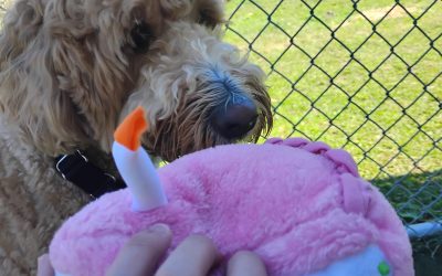 8-25-25 Birthday Activities! :)