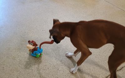 8-26-25 Football play, Snufflemat, Motorized monkey chase! :)