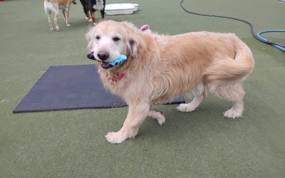 8-28-2025 Carrot Stuffer, Squeaky Toys, Weave Cones