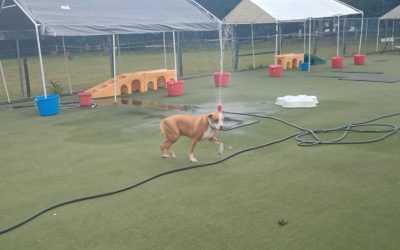 8-29-2025 Sprinkler Play, Starfish Lickmat, Wobble Board!