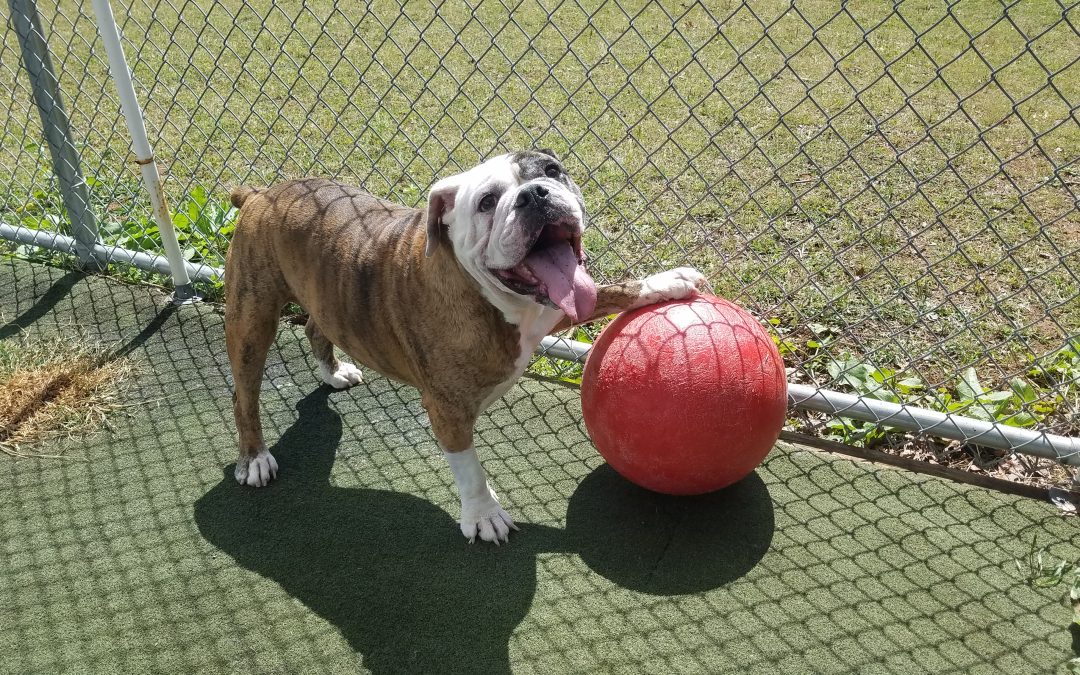 Is Doggy Daycare Good for Dogs? See Why Our Farm-Based Facility Stands Out