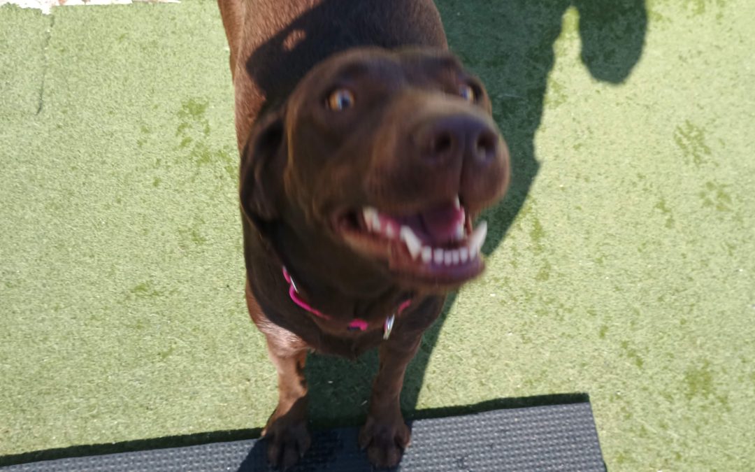 9-2-25 Sprinkler Play and Scatter Treats :)