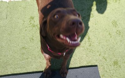 9-2-25 Sprinkler Play and Scatter Treats :)