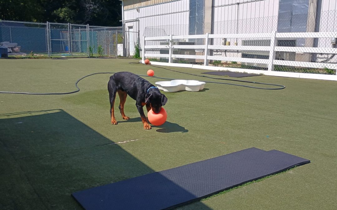 9-5-2025 Jolly Ball, Snufflemat, Wobbleboard, & Super Hero Barkacademy! :)