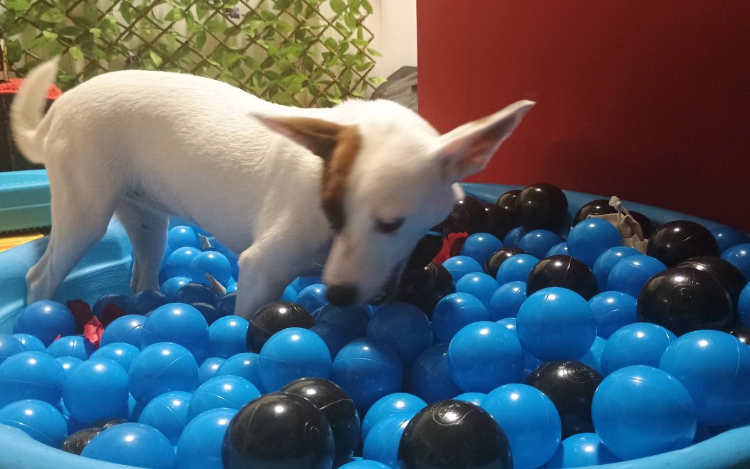 9-6-25 Indestructiball, Muffin Tin, and Ball Pit Activities! :)