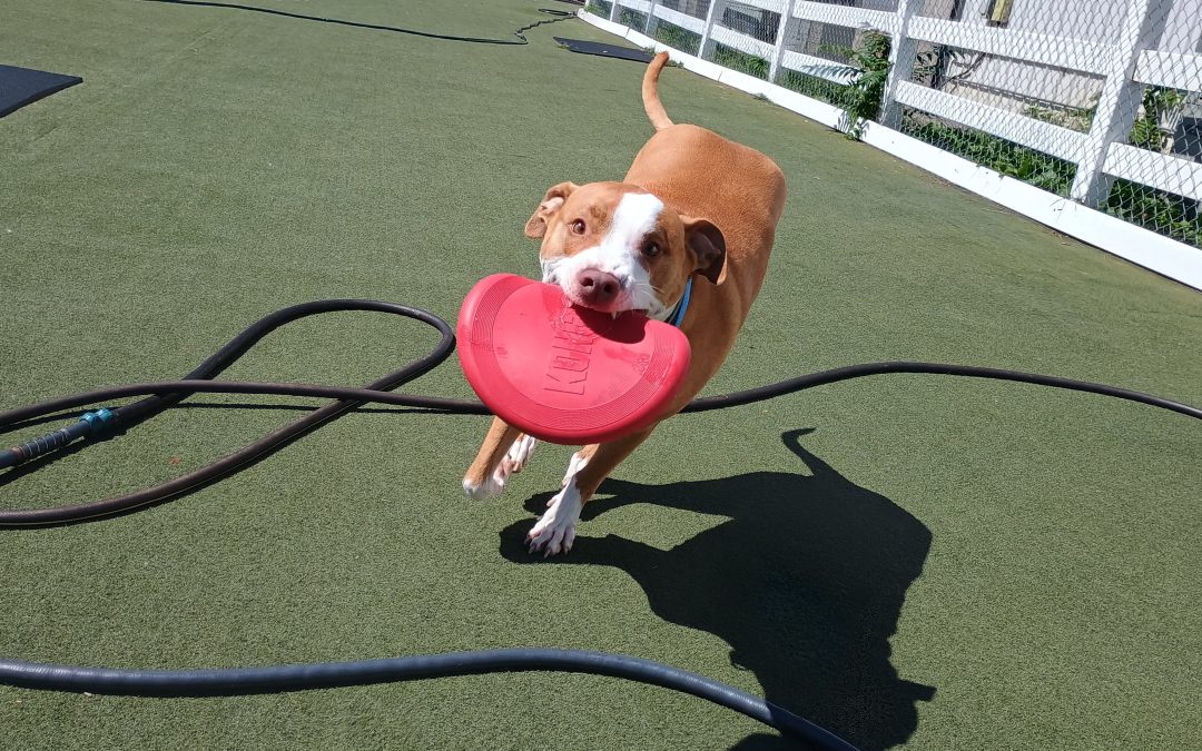 9-8-2025 Frisbees, Towel roll up, Doggie Pushups :)