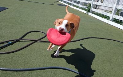 9-8-2025 Frisbees, Towel roll up, Doggie Pushups :)