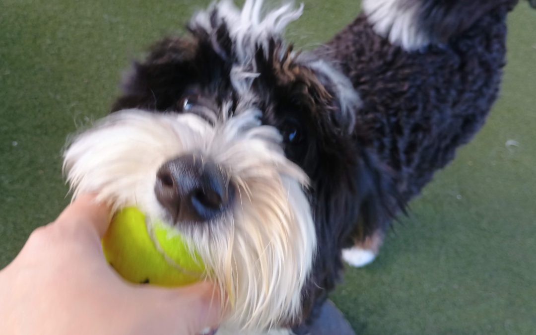 9-13-2025 Tennis Balls, Scatter Treats, Puzzle Toys! :)