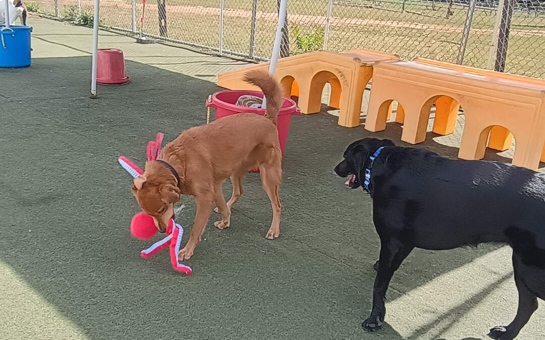 9-21-25 Squeaky Toys, Muffin Tin Treats, + Puzzle Toys! :)