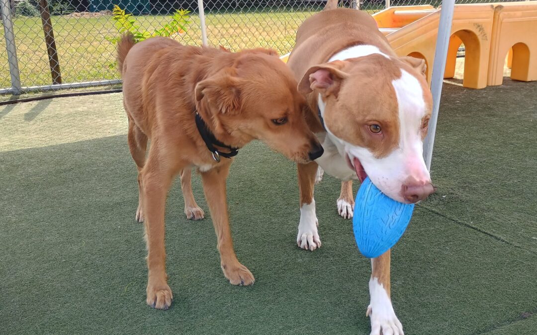 9/23/2025 Squeaky Toys, Towel Roll Up :)